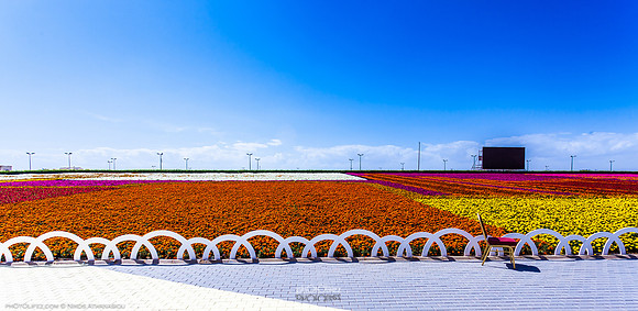 9th Flower fest @Yanbu