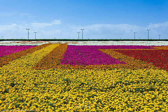 9th Flower fest @Yanbu