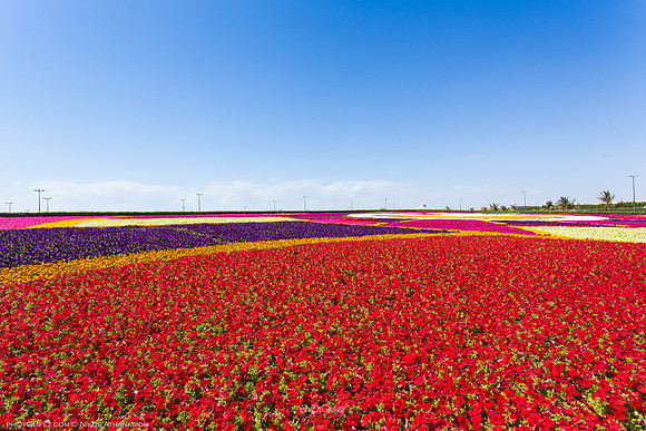 9th Flower fest @Yanbu