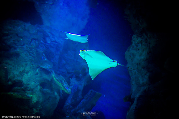Fakieh Aquarium