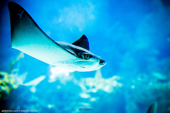 Fakieh Aquarium