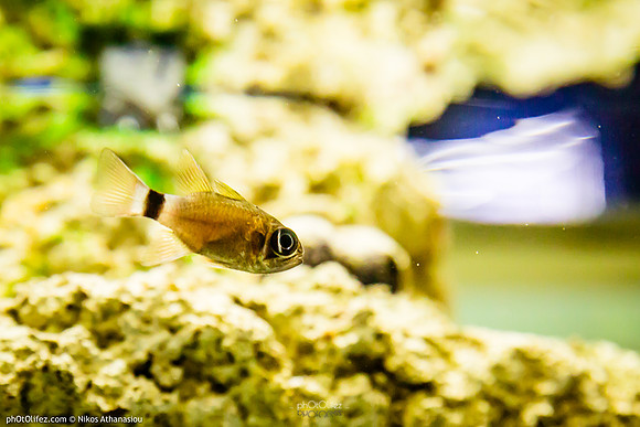 Fakieh Aquarium