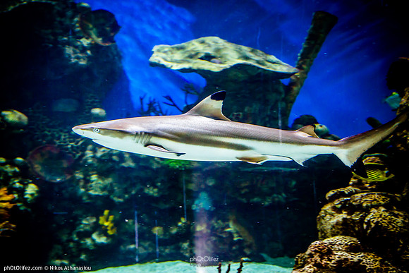 Fakieh Aquarium