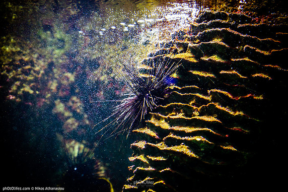 Fakieh Aquarium
