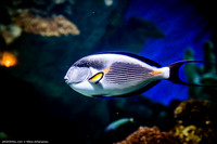 Fakieh Aquarium