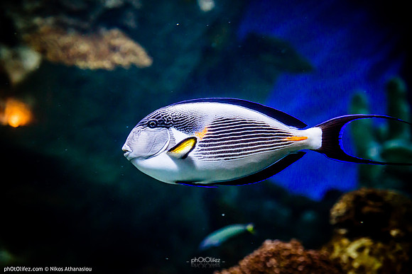 Fakieh Aquarium