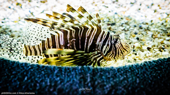 Fakieh Aquarium