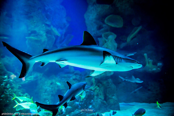 Fakieh Aquarium