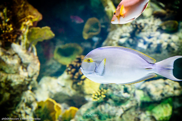 Fakieh Aquarium