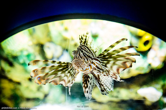 Fakieh Aquarium