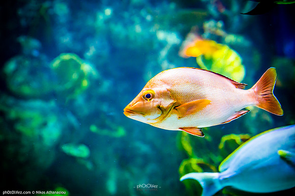 Fakieh Aquarium