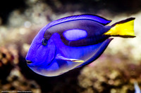 Fakieh Aquarium