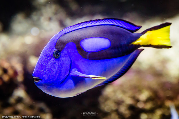 Fakieh Aquarium