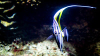 Fakieh Aquarium