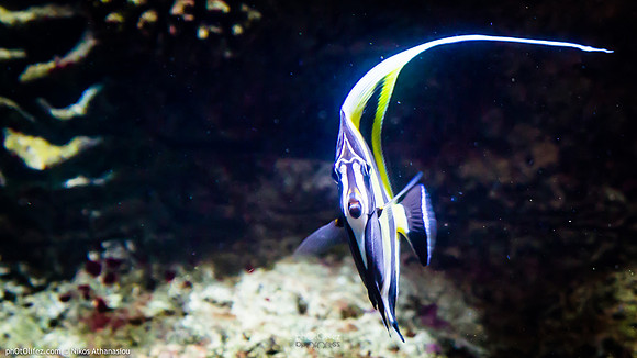 Fakieh Aquarium