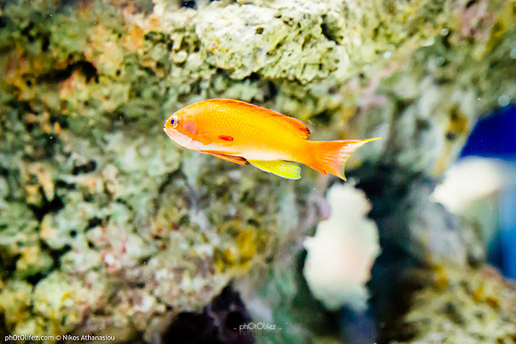Fakieh Aquarium