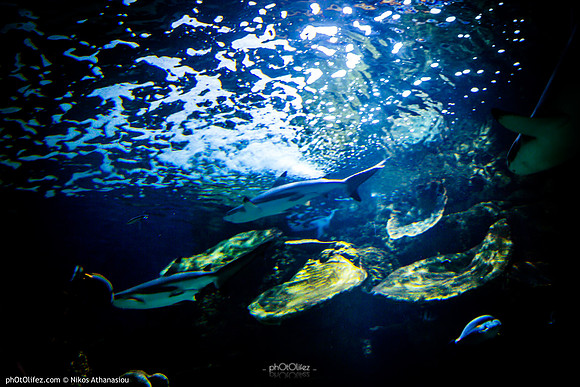 Fakieh Aquarium