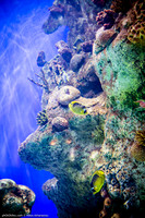 Fakieh Aquarium
