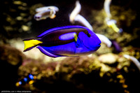 Fakieh Aquarium