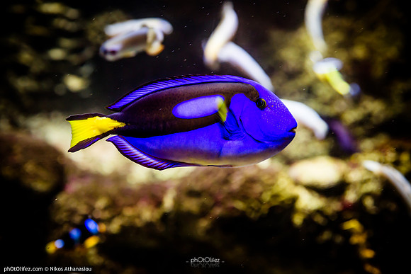 Fakieh Aquarium