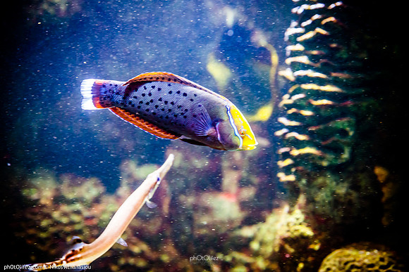 Fakieh Aquarium