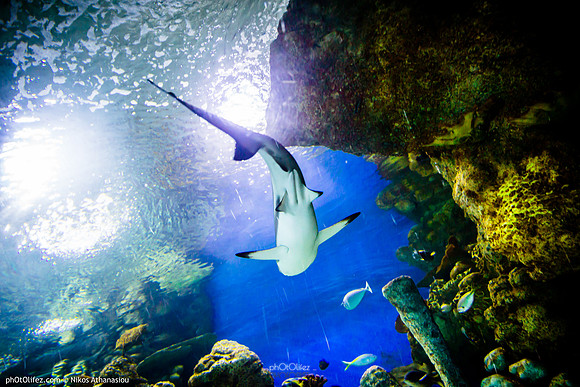 Fakieh Aquarium
