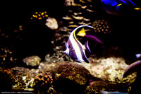 Fakieh Aquarium