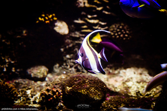 Fakieh Aquarium