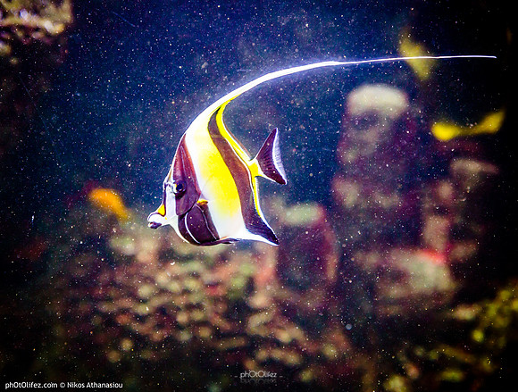 Fakieh Aquarium