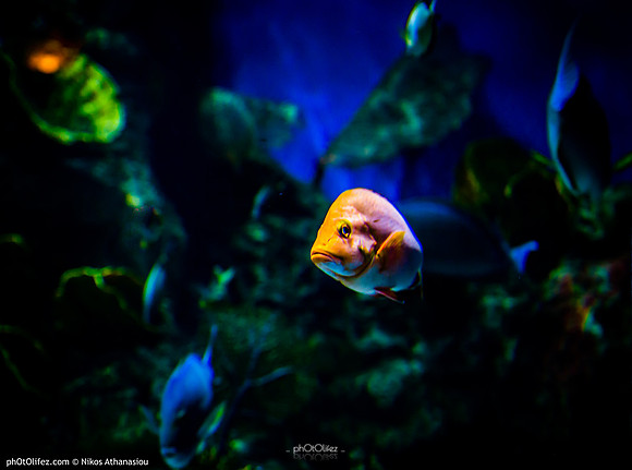 Fakieh Aquarium