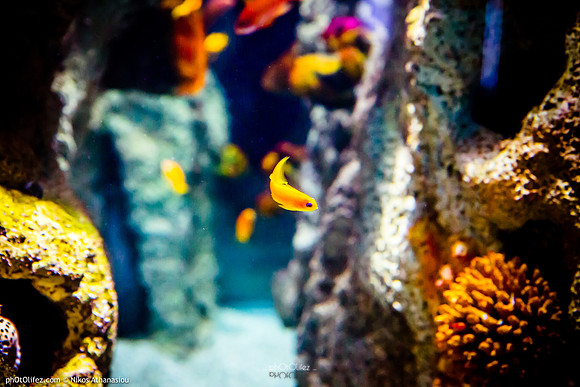 Fakieh Aquarium