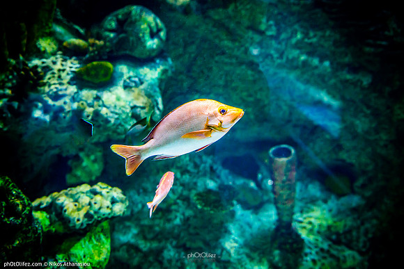 Fakieh Aquarium