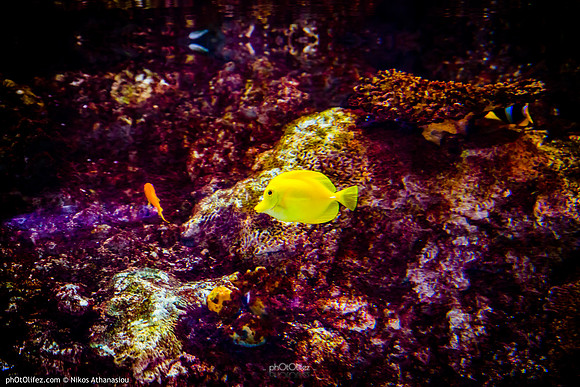 Fakieh Aquarium