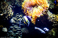 Fakieh Aquarium
