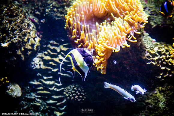 Fakieh Aquarium