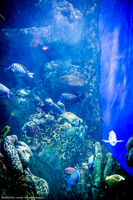 Fakieh Aquarium