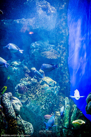 Fakieh Aquarium