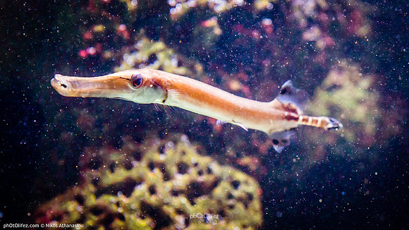 Fakieh Aquarium