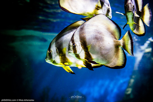 Fakieh Aquarium
