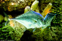 Fakieh Aquarium