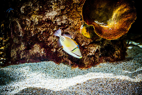 Fakieh Aquarium