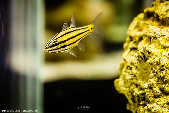 Fakieh Aquarium