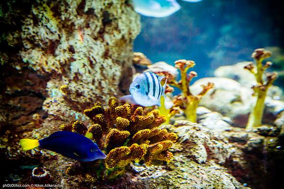 Fakieh Aquarium