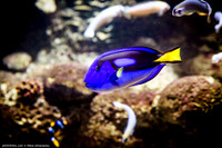 Fakieh Aquarium