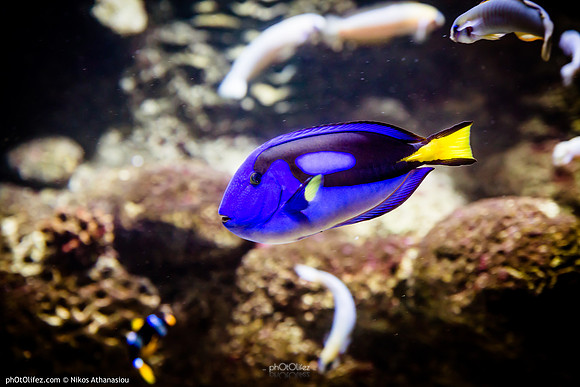 Fakieh Aquarium