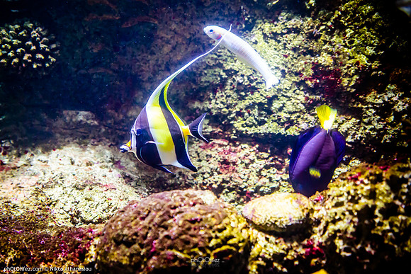 Fakieh Aquarium