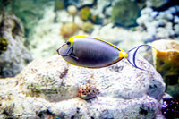 Fakieh Aquarium