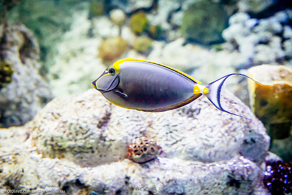 Fakieh Aquarium