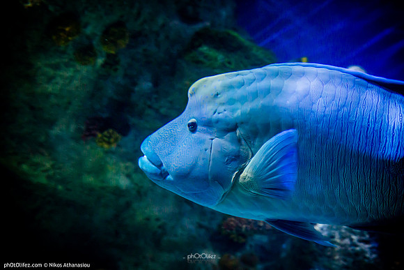 Fakieh Aquarium