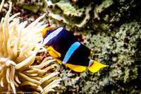 Fakieh Aquarium